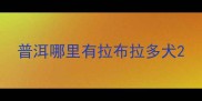 普洱哪里有拉布拉多犬