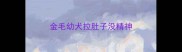 金毛幼犬拉肚子没精神