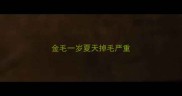 金毛一岁夏天掉毛严重
