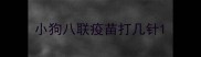 小狗八联疫苗打几针