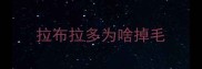 拉布拉多为啥掉毛