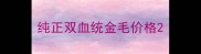 纯正双血统金毛价格