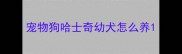 宠物狗哈士奇幼犬怎么养