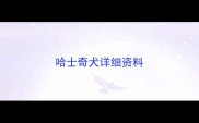 哈士奇犬详细资料