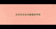 拉布拉多幼犬睡着的呼吸