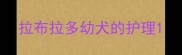 拉布拉多幼犬的护理