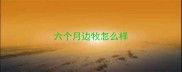 六个月边牧怎么样