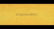 拉布拉多狗去哪里买