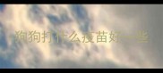 狗狗打什么疫苗好一些