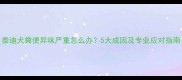 泰迪犬粪便异味严重怎么办5大成因及专业应对指南