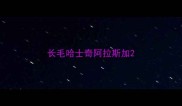 长毛哈士奇阿拉斯加