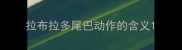 拉布拉多尾巴动作的含义