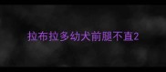 拉布拉多幼犬前腿不直