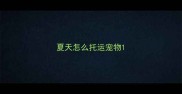 夏天怎么托运宠物