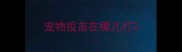 宠物疫苗在哪儿打