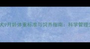 边境牧羊犬9月龄体重标准与饲养指南科学管理宠物健康