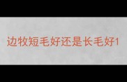 边牧短毛好还是长毛好