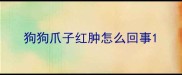狗狗爪子红肿怎么回事