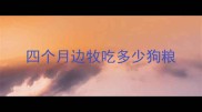 四个月边牧吃多少狗粮