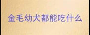金毛幼犬都能吃什么