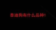 泰迪狗有什么品种