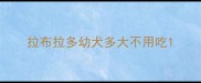 拉布拉多幼犬多大不用吃