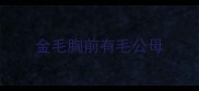 金毛胸前有毛公母