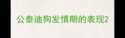 公泰迪狗发情期的表现