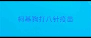 柯基狗打八针疫苗