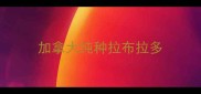 加拿大纯种拉布拉多