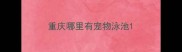 重庆哪里有宠物泳池
