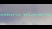 泰迪断尾留多长合适3步教你正确修剪尾尖不踩坑