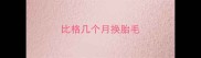 比格几个月换胎毛