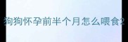 狗狗怀孕前半个月怎么喂食