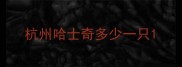 杭州哈士奇多少一只