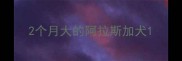 2个月大的阿拉斯加犬