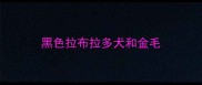 黑色拉布拉多犬和金毛