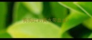 狗狗吐的黄水带血丝