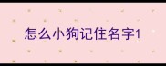 怎么小狗记住名字