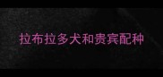 拉布拉多犬和贵宾配种