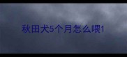 秋田犬5个月怎么喂