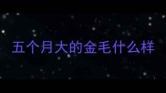五个月大的金毛什么样