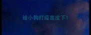 给小狗打疫苗皮下