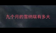 九个月的雪纳瑞有多大