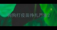 狗狗打疫苗挣扎严重