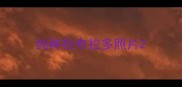 纯种拉布拉多照片