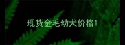 现货金毛幼犬价格