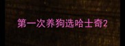 第一次养狗选哈士奇
