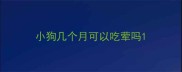 小狗几个月可以吃荤吗