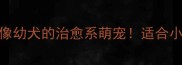 10款成年仍像幼犬的治愈系萌宠适合小户型家庭养